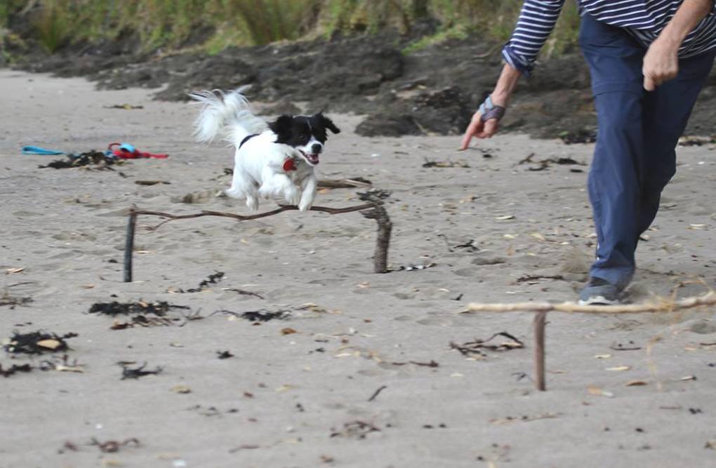 4. When Pat met Suzie - Suzie practising for her agility class.jpg