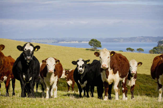 Best spots to meditate in Auckland (5)