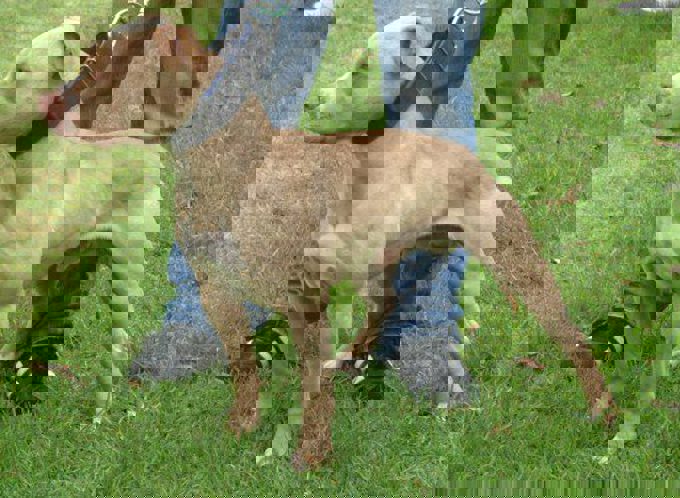 Herald has part to play in keeping community safe from dogs