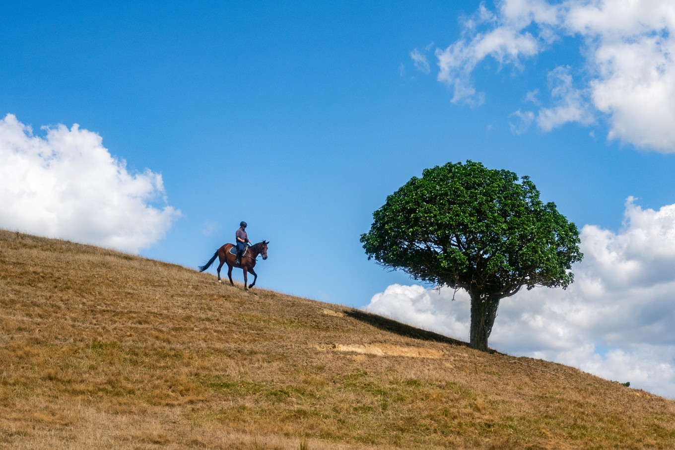 A woman riding a horse on a grassy hill on a sunny day. 