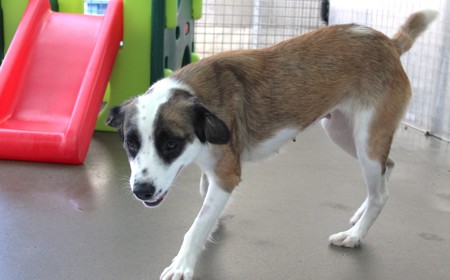 Perendale tile image