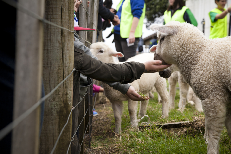Get up close with the animals at Ambury