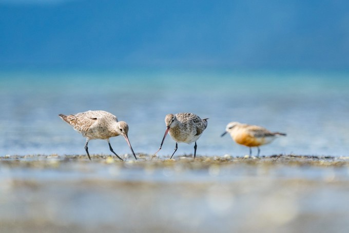 Godwits Image 3