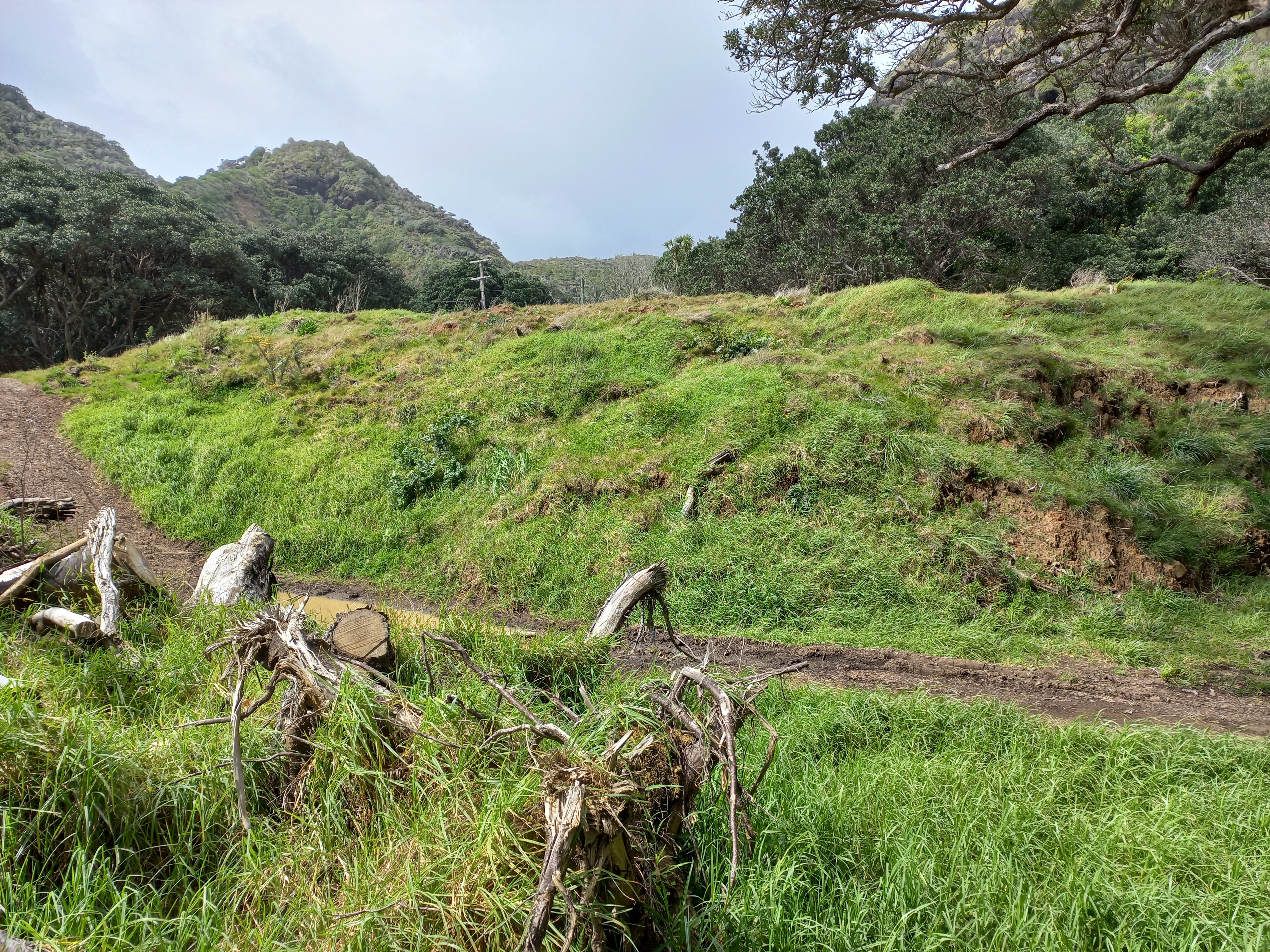 Once Pohutakawa Glade has been restored, access to Zion Hill Track is likely to once again be available before the end of 2025. 