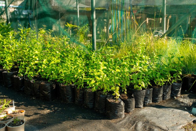 Plants In Community Nursery