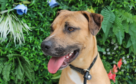 Rudolph (ADOPTED) tile image