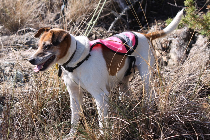 Dog Mission tui1.JPG