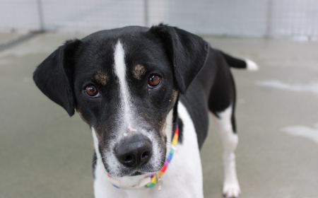 Taurus (ADOPTED) tile image