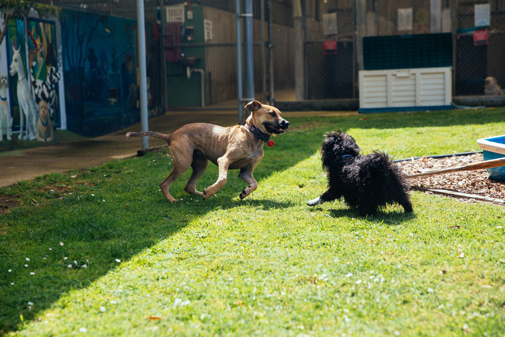 Keeping you and dog safe walks.jpg