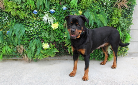 Cersi (ADOPTED) tile image