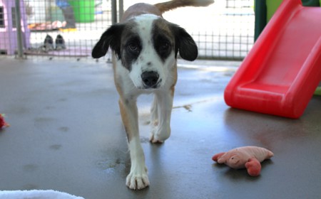 Perendale tile image