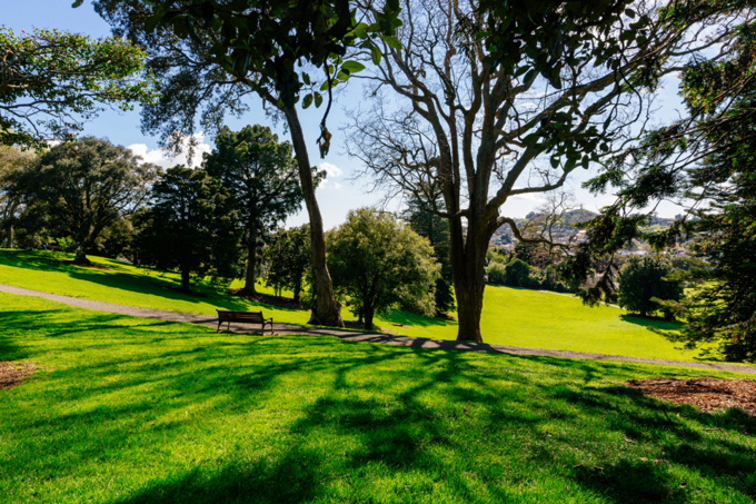 High urban forest cover in Puketapapa