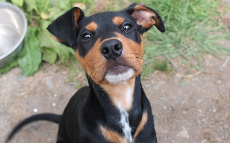 Aries (ON HOLD) tile image