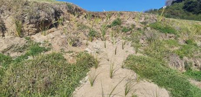 Waiheke beach restorations underway (1)