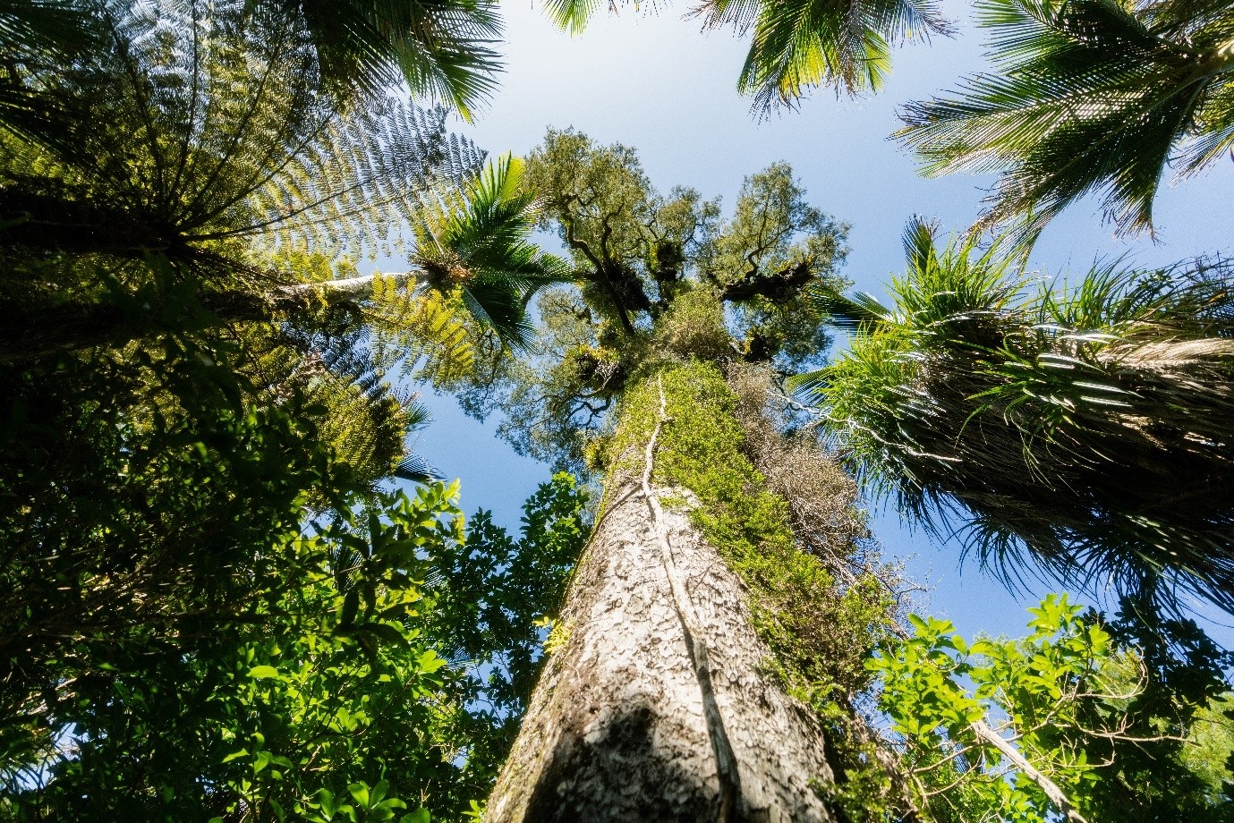A big Kauri tree in the forest. 