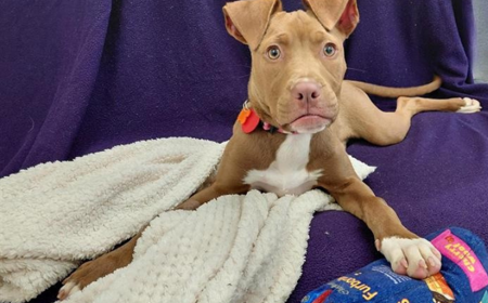 Hot Dog (ADOPTED) tile image