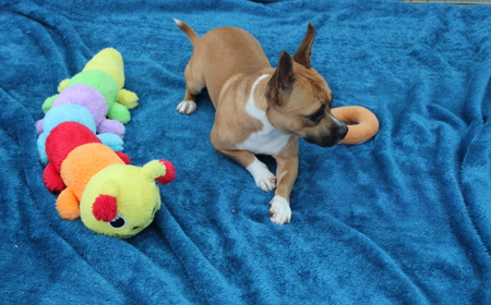 Pāeroa (ON HOLD) tile image