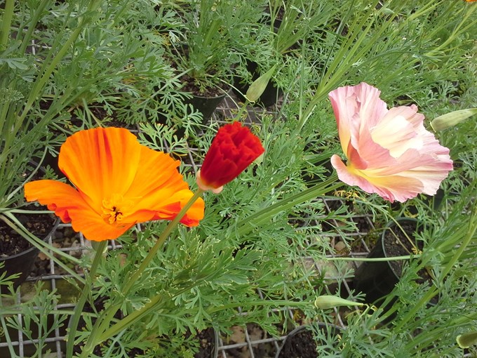 Flower of the week - California poppies