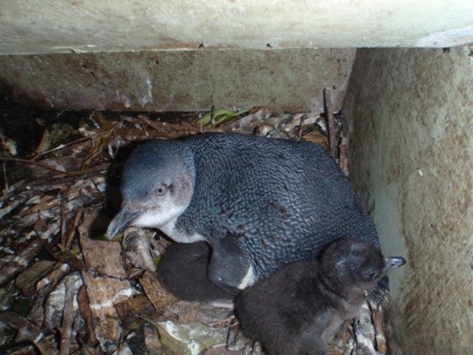 Supporting our seabirds (1)