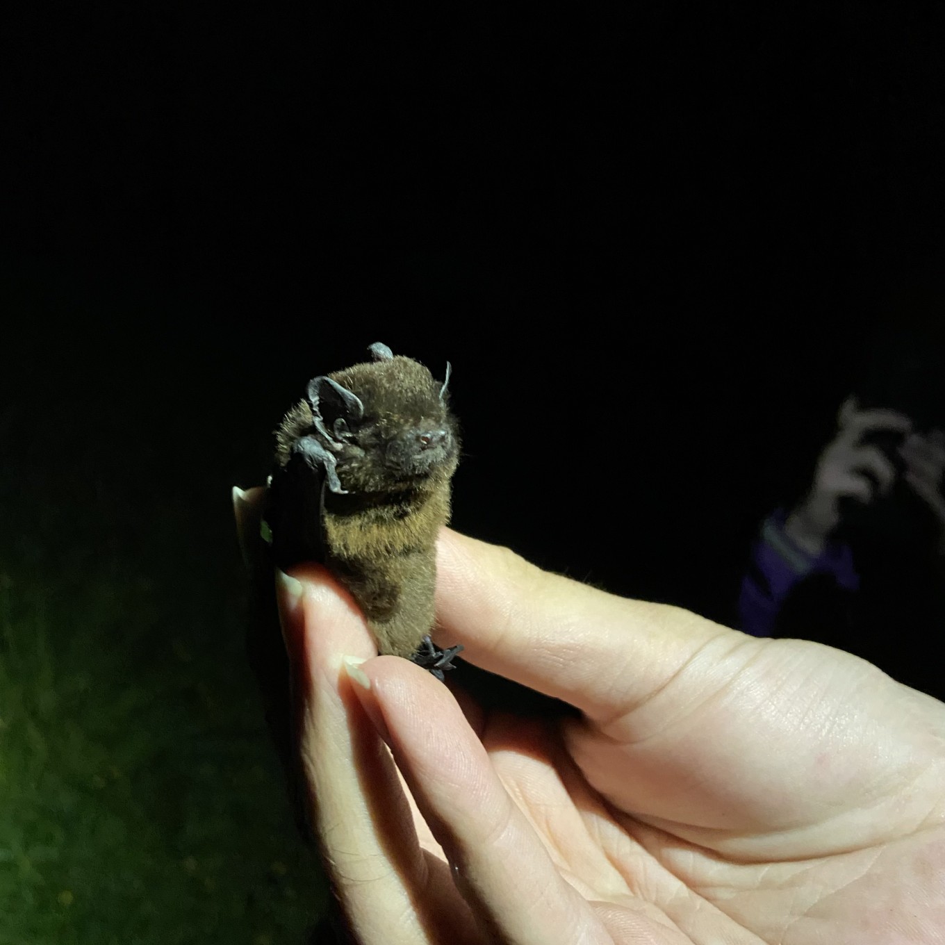 Native long-tailed bat.