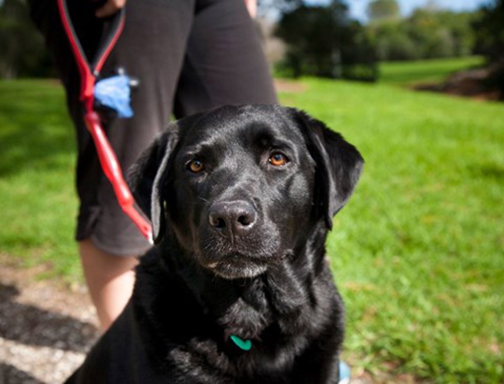 Policy on dogs update