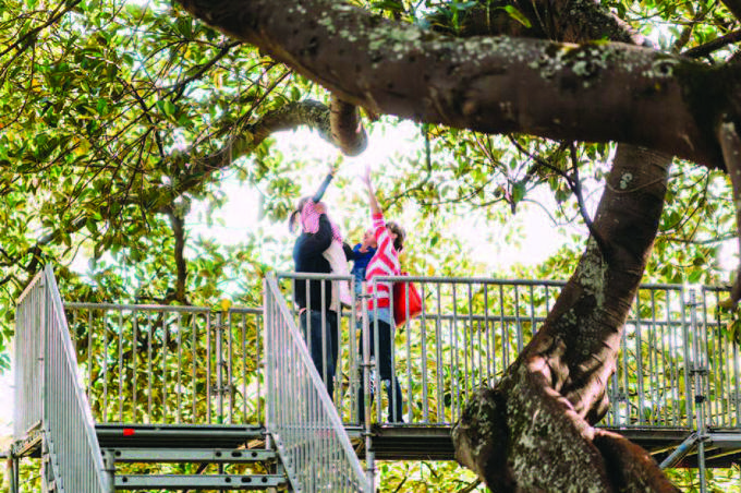 Project offers unique bird’s eye view of Albert Park (2)
