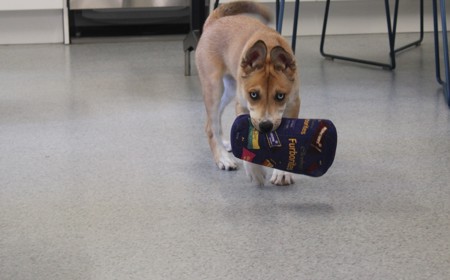 Te Waihou (ON HOLD) tile image