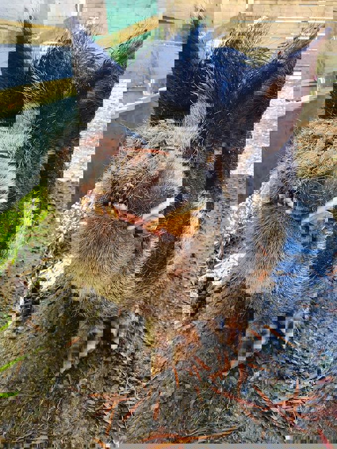 Hogwart finds love online (1)