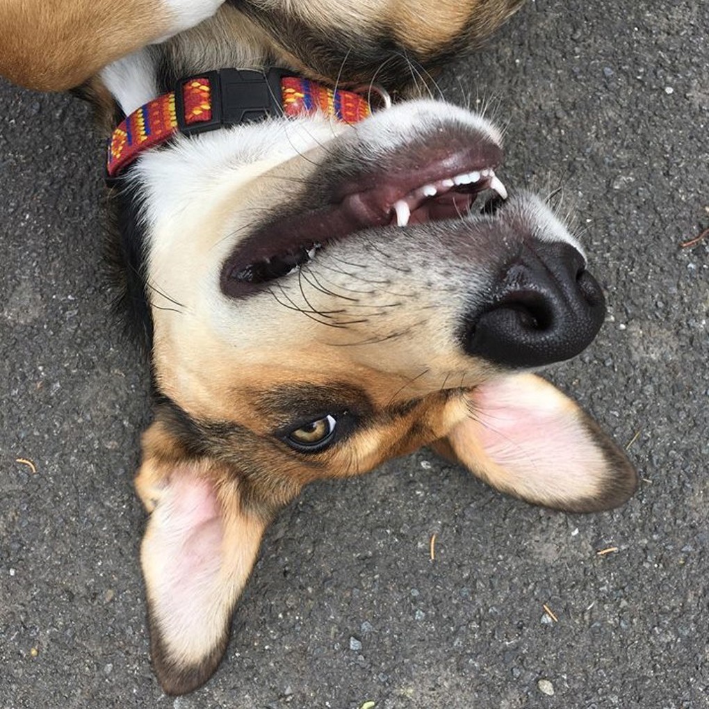 Bandit the puppy travels across the country to find a home