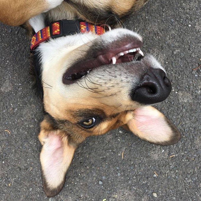 Bandit the puppy travels across the country to find a home