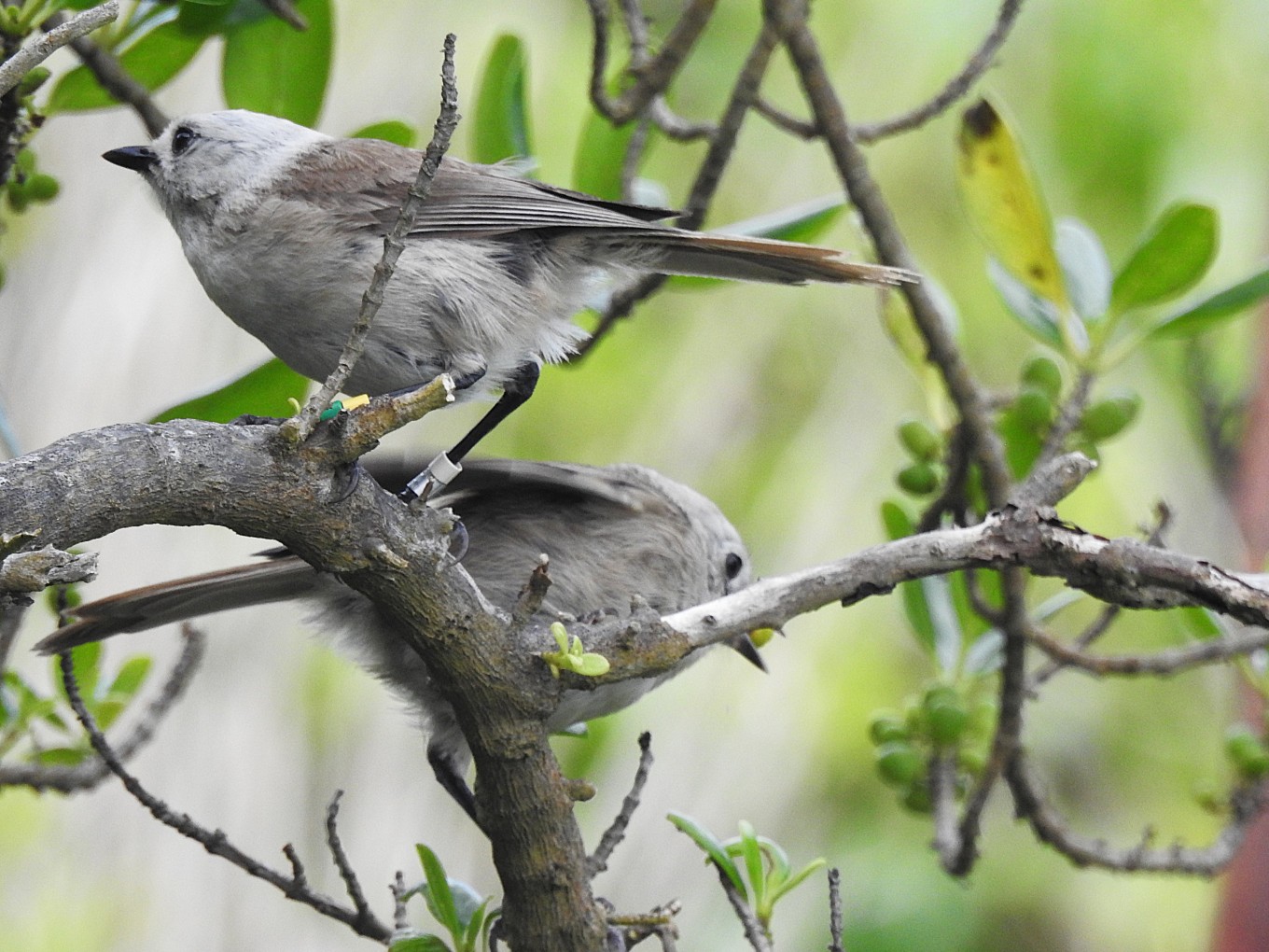 Pair of native pōpokotea / whitehead settling into their new home at Mataia.
