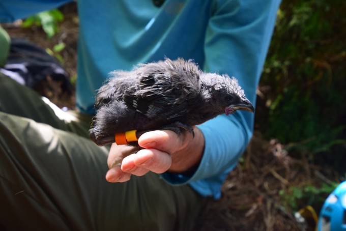 One Of The Fledgling Chicks Of Ruahine