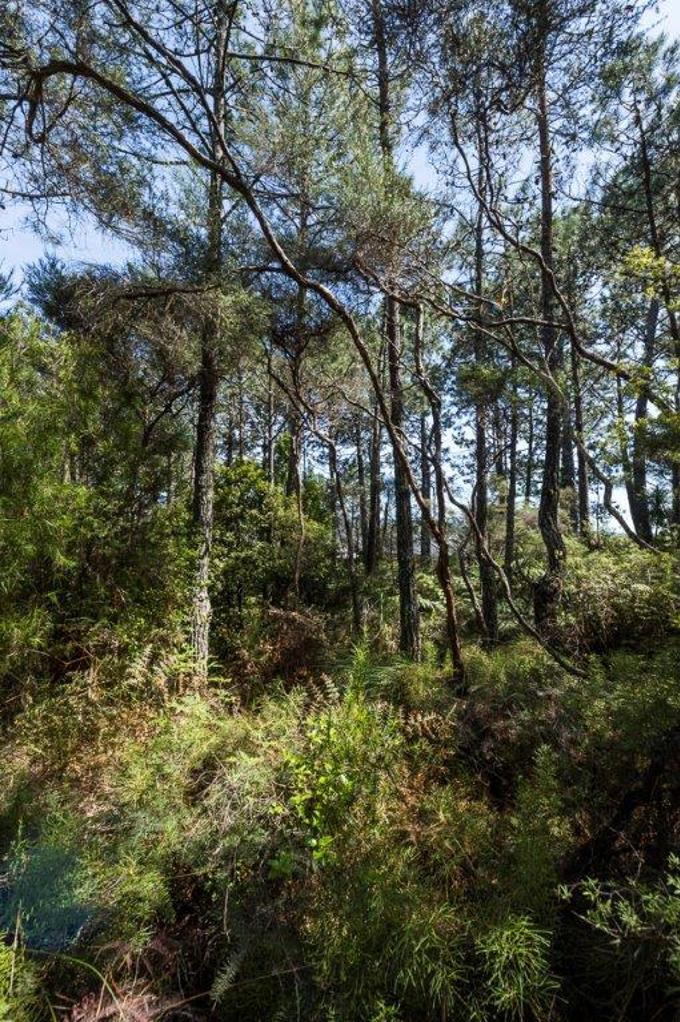 Ancient Forests Waikumete