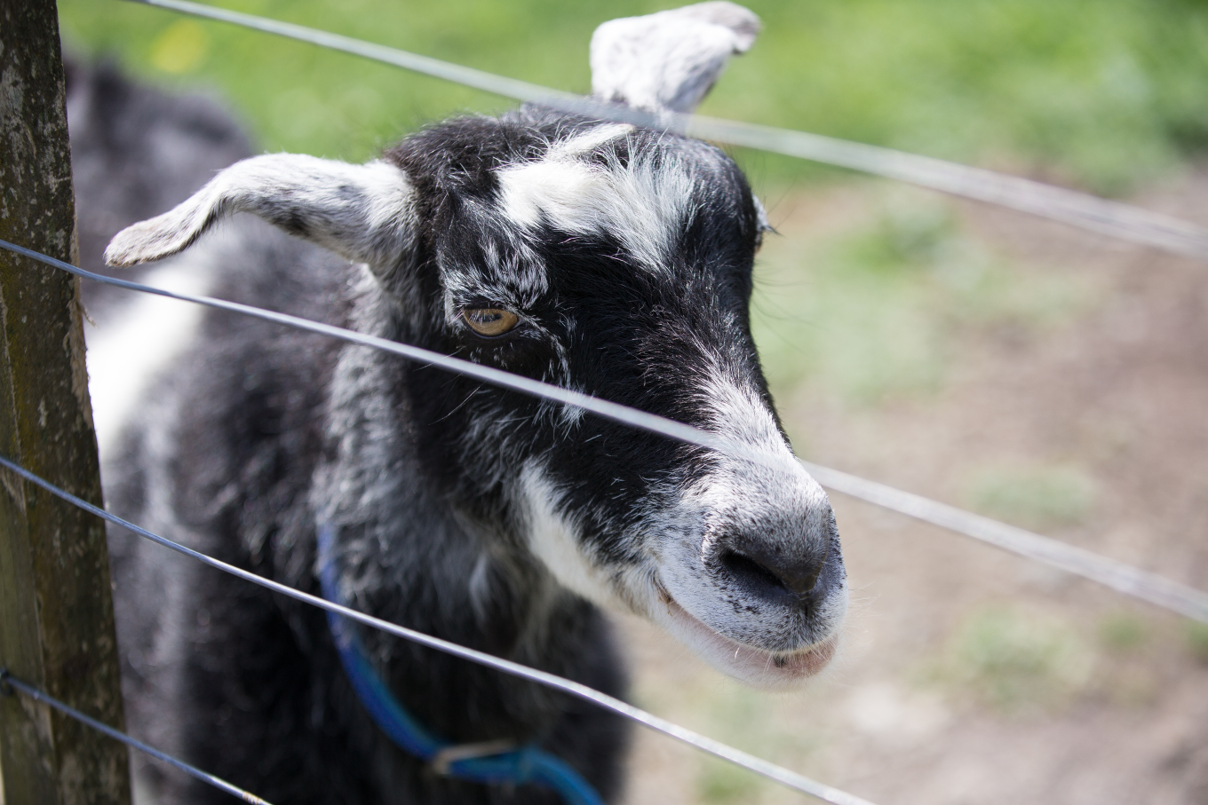 sheep farm visit auckland