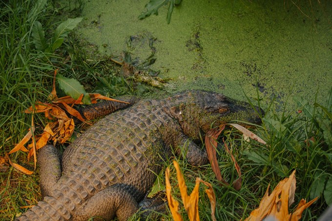 Auckland Zoo Alligators 230421 11 Resize
