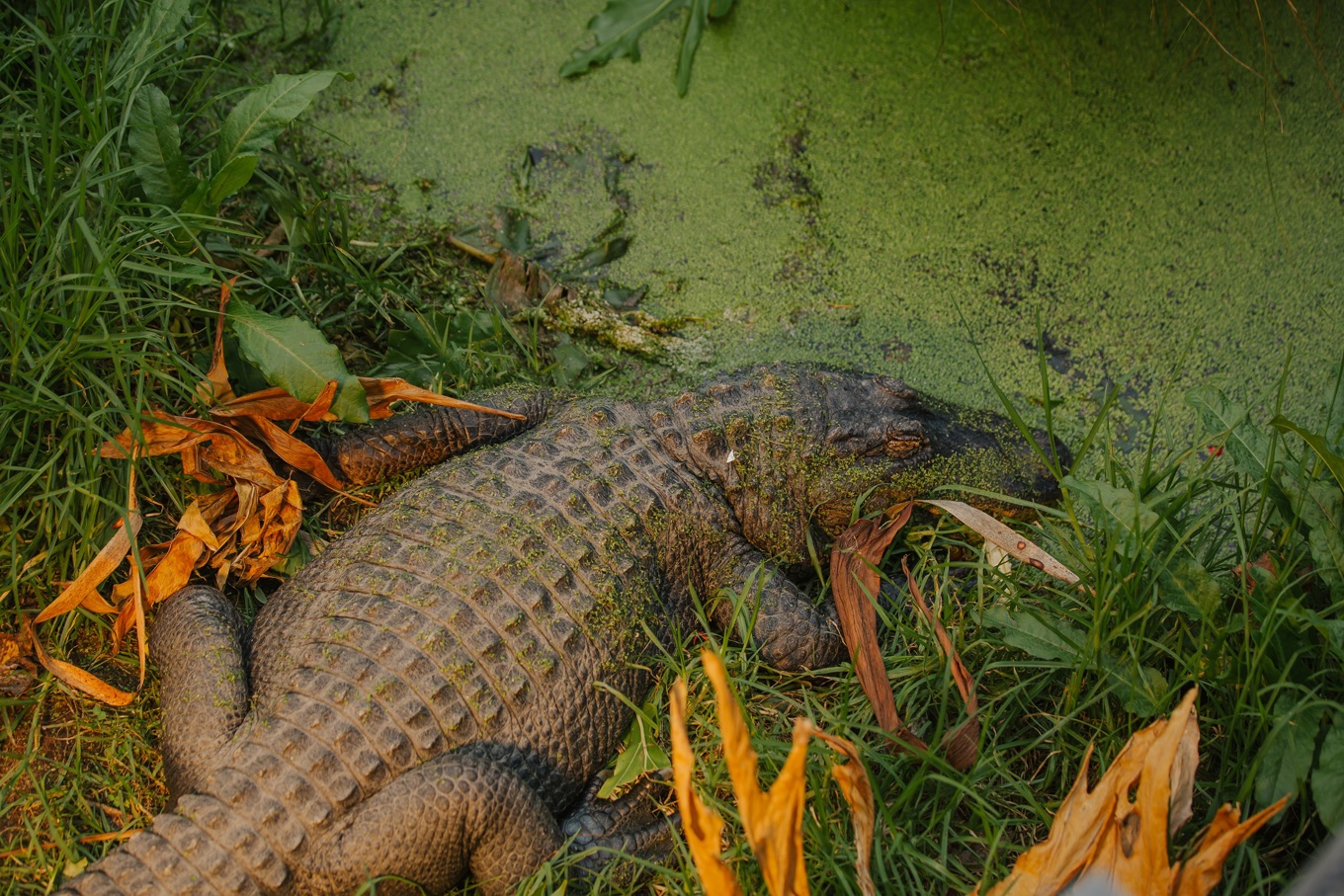 Auckland Zoo alligators curious about their new neighbours a bunch of