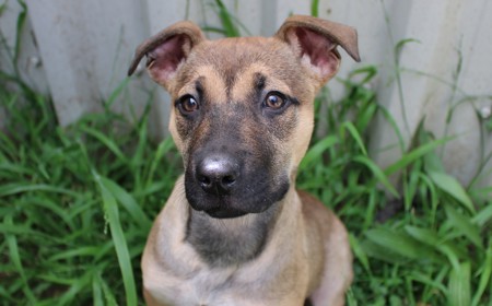 Dassie (ADOPTED) tile image