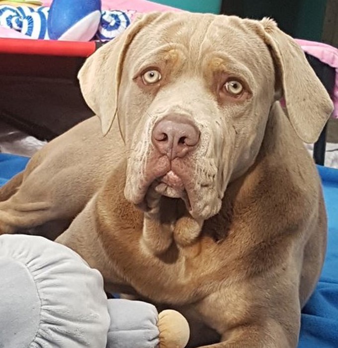 Radio host is the talk of Manukau Animal Shelter