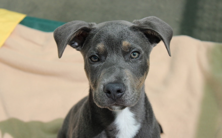 Tongariro (ON HOLD) tile image