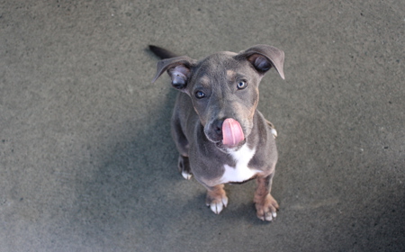 Tongariro (ON HOLD) tile image