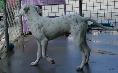 Corriedale tile image