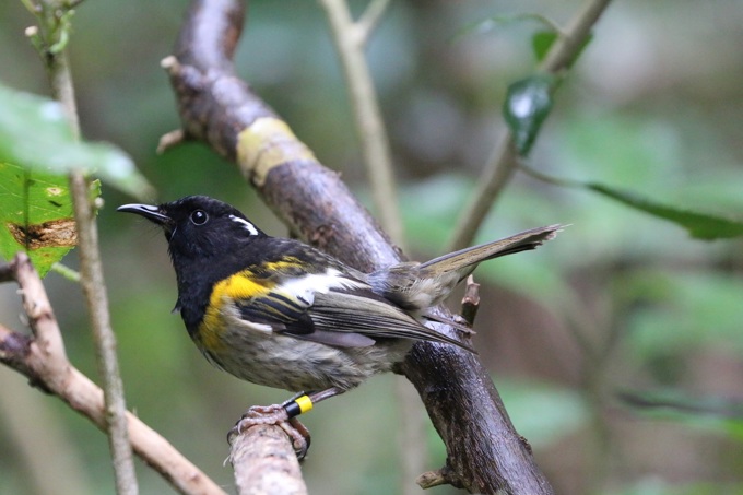 Shakespear Regional Park welcoming new inhabitants
