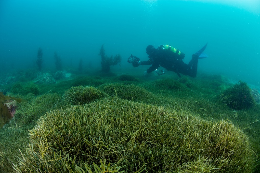 NIWA divers work over caulerpa