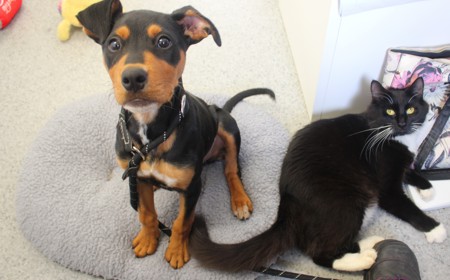 Aries (ON HOLD) tile image