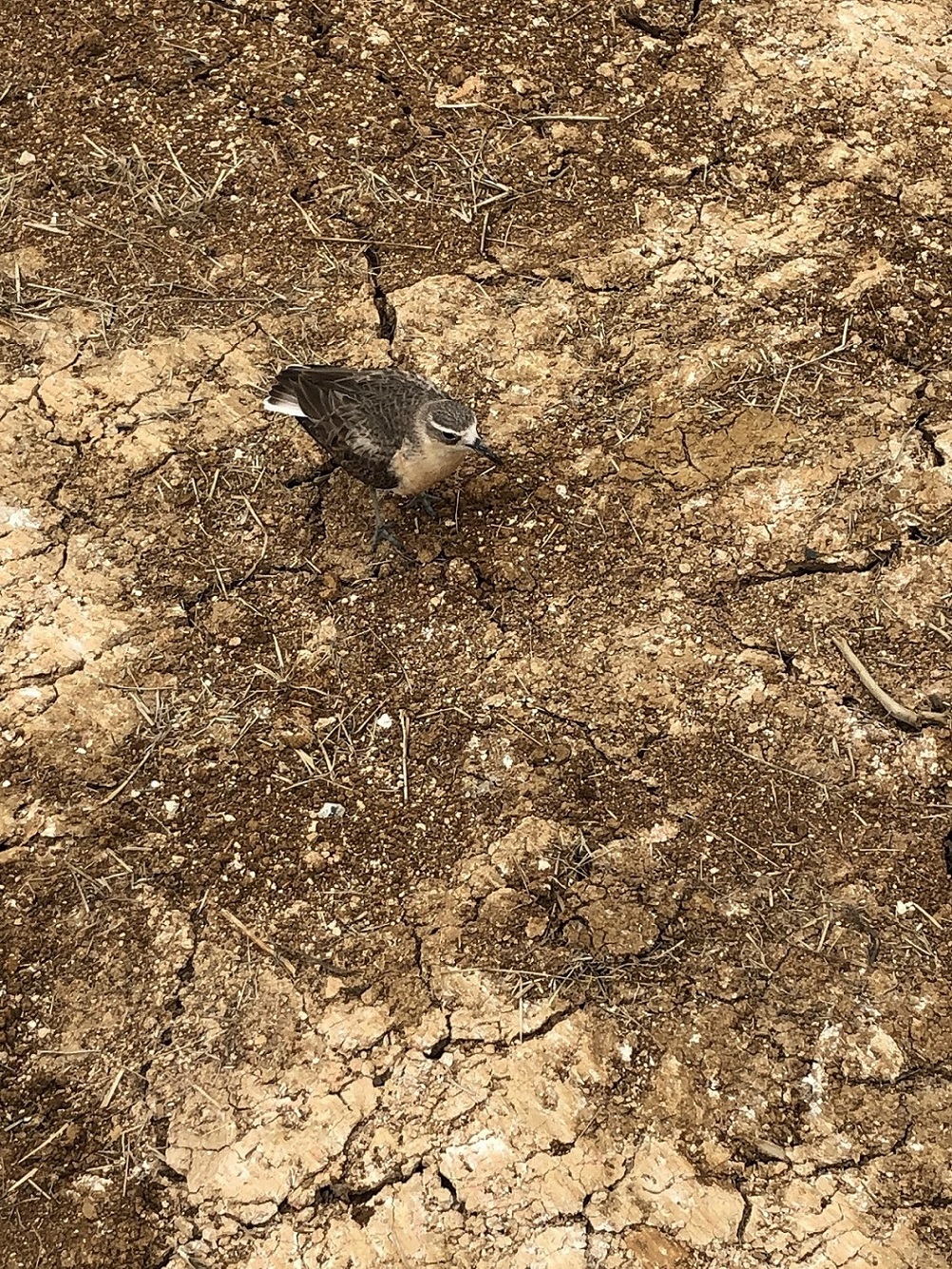 A dotterel is on the building site. Photo courtesy of HEB Construction Ltd.