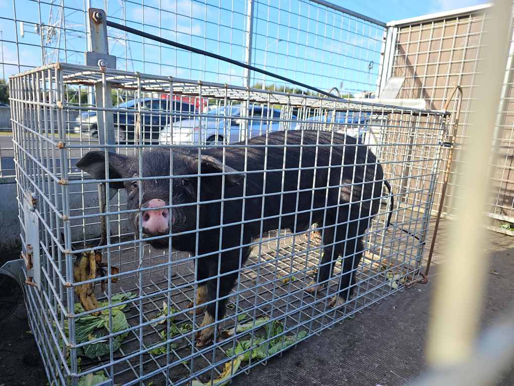 Motorway pig