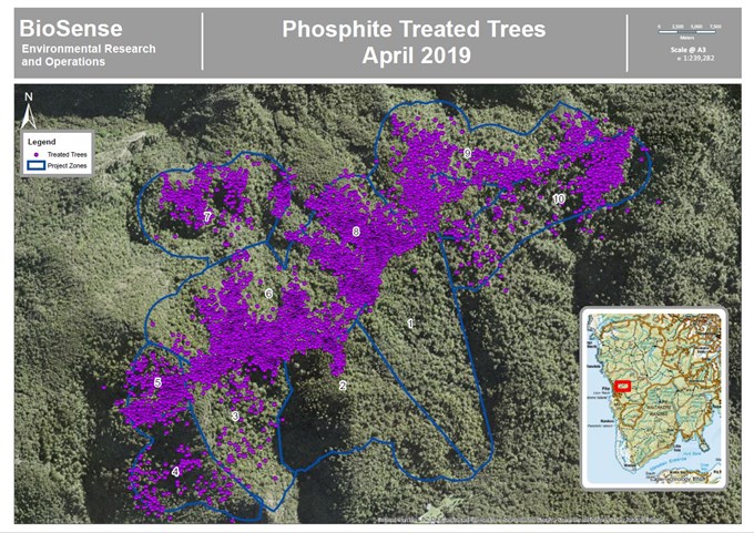 Phosphite boost to kauri defence systems