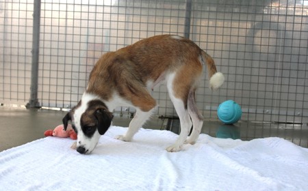 Perendale tile image