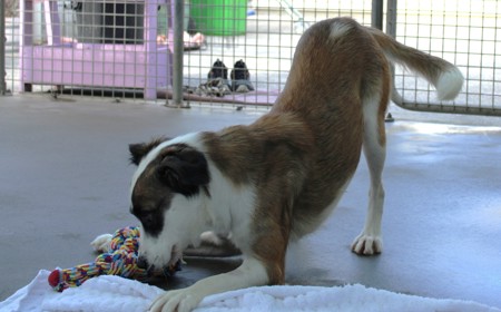 Perendale tile image