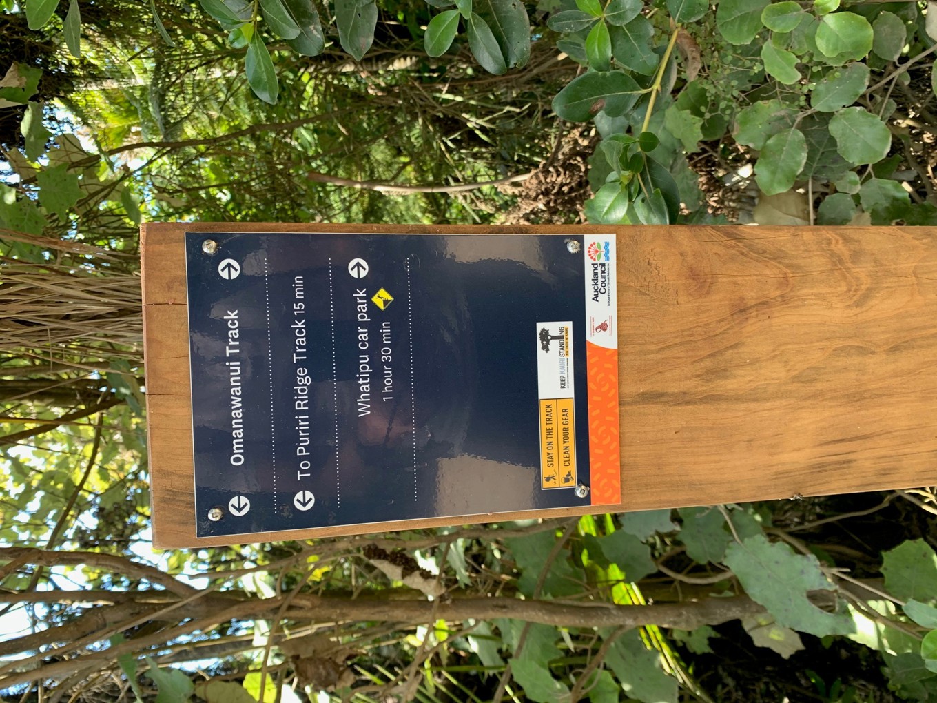 Kauri thank you 2